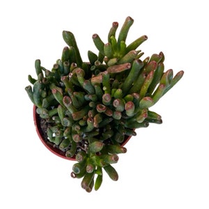 Crassula Ovata Gollum Jade Plant | 4 inch | Live Succulent Plant | Indoor Plant | House Plant