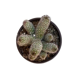 Mammillaria sphacelata ssp. viperina | 4 inch | Live Cacti Plant | Succulent | Indoor Plant | Drought Tolerant