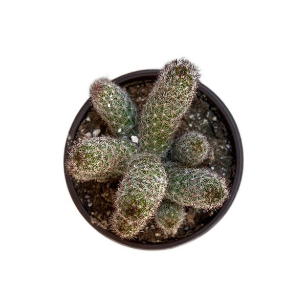 Mammillaria sphacelata ssp. viperina | 4 inch | Live Cacti Plant | Succulent | Indoor Plant | Drought Tolerant