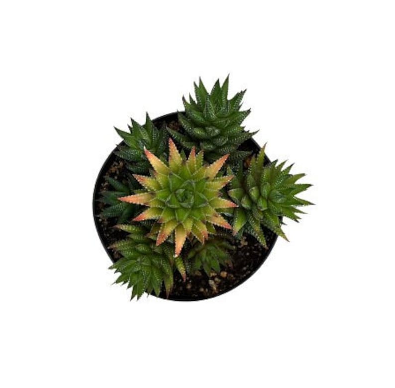 NativeWestCalifornia Haworthia Coarctata - Thumbnail 3