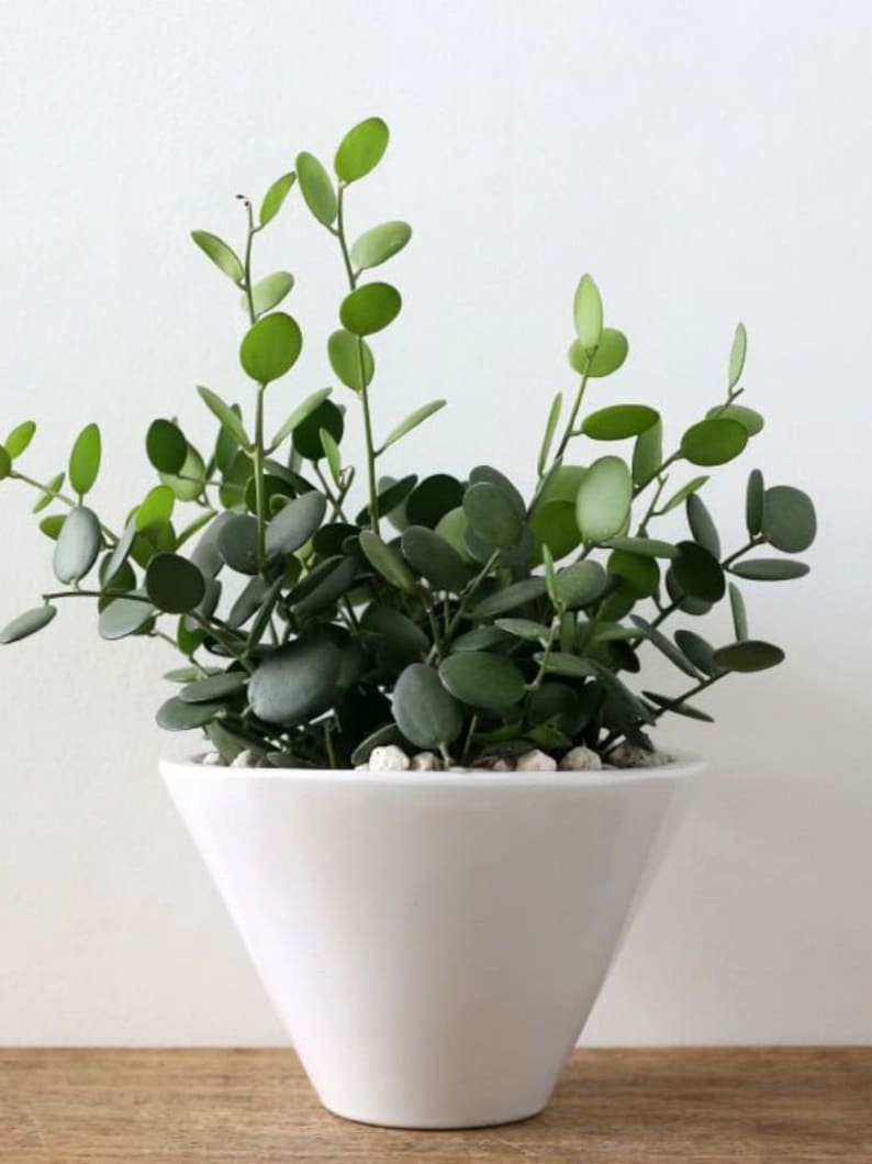 NativeWestCalifornia Silver Dollar Vine