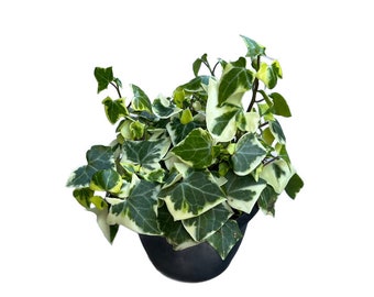 Morning Frost | 6 inch | Variegated Wax Ivy | Macroglossus | Live Succulent Hanging Plant | Indoor Plant | House Plant