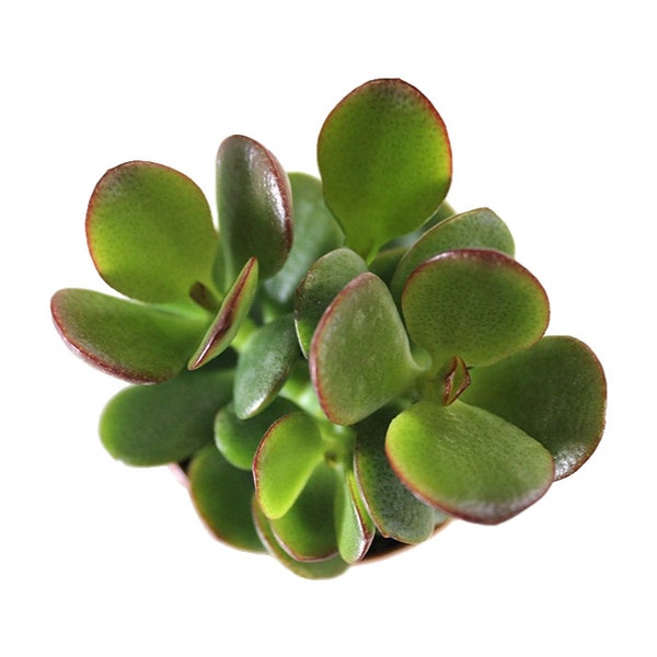 Plante de jade classique | 4 pouces | Plante succulente vivante | Plante d'intérieur | Plante d'appartement