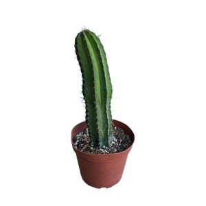 Mexican Organ Pipe Cactus | 9-11&quot; Tall | 6 inch | 7 yrs Old | Live Cactus Plant | Indoor Plant | House Plant | Drought Tolerant