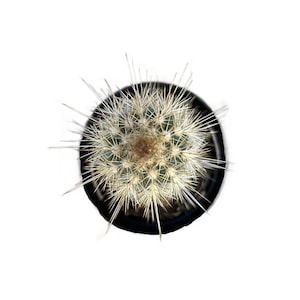 Pilosocereus Baumii | 2.5 inch | Live Cactus Plant | Succulents | Indoor Plant | House Plant | Drought Tolerant