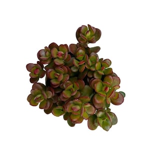Crosby&#39;s Compact Jade | 4 inch | Dwarf Jade | Crassula Ovata | Live Succulent Plant | Indoor Plant | House Plant | Drought Tolerant
