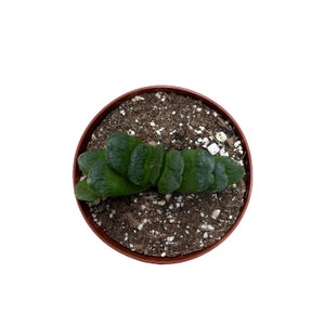Horse&#39;s Teeth | 4 inch | Haworthia truncata | Live Succulent Plant | Indoor Plant | House Plant | Drought Tolerant