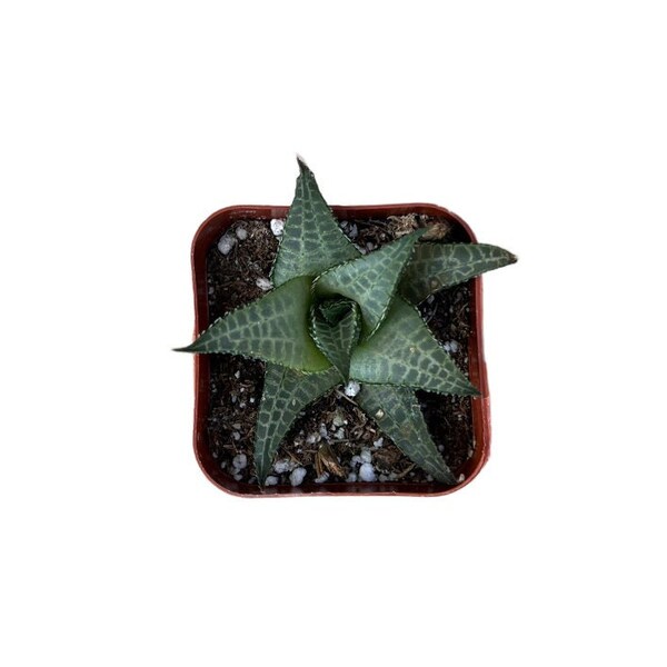 Veined Haworthia | 2 inch | Haworthia veneosa tessellata | Live Succulent Plant | Indoor Plant | House Plant