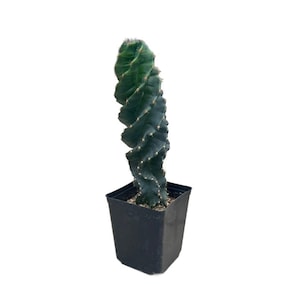 Spiral Cactus | 12-14&quot; Tall | Cereus forbesii spiralis | Twisted Cactus | Live Cactus Plant | Indoor Plant | Drought Tolerant Plant