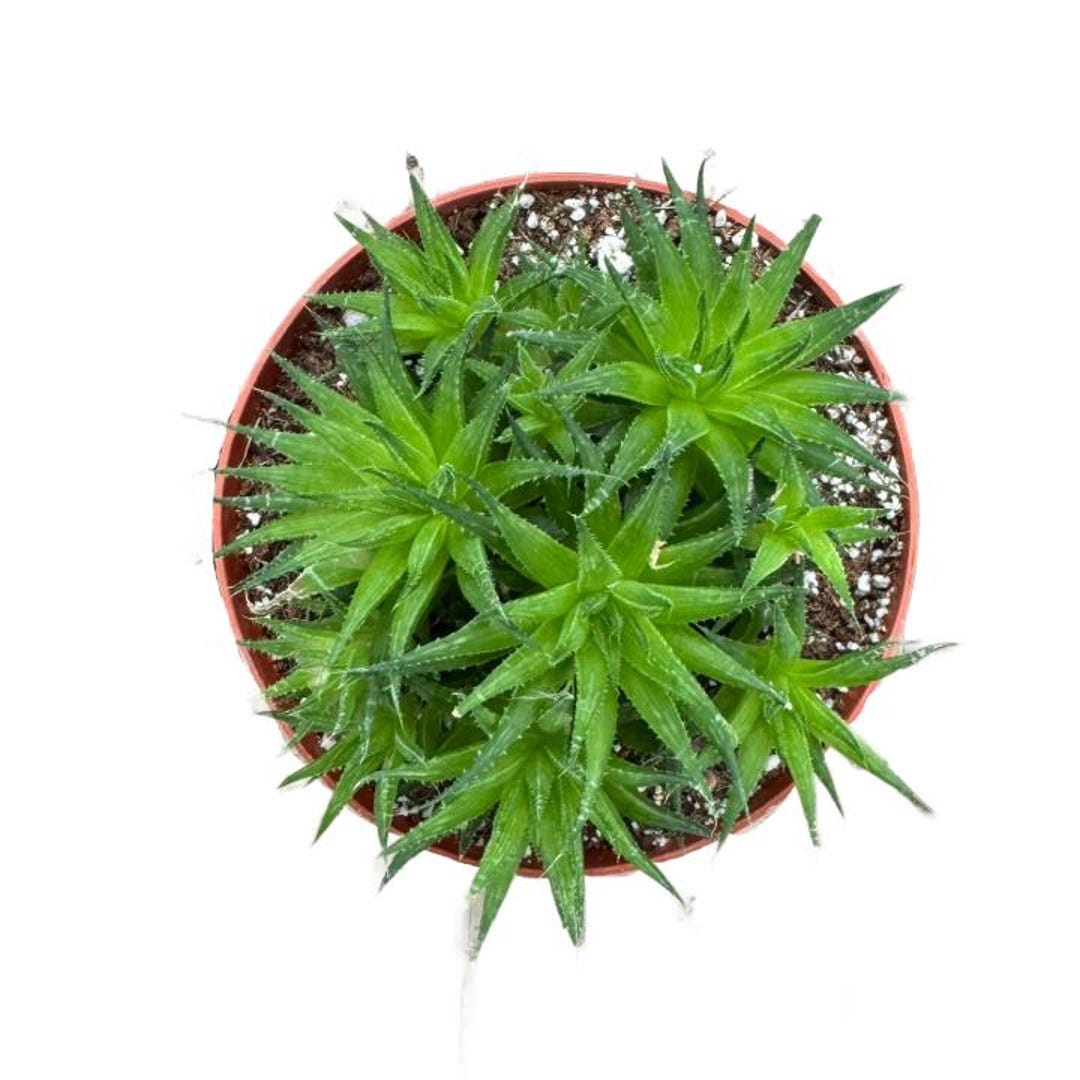 Haworthia Chloracantha Var. Denticulifera | 4 Inch | Live Haworhtia ...