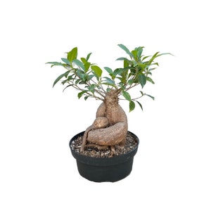Ficus - Ginseng Houseplant in a Ceramic Pot