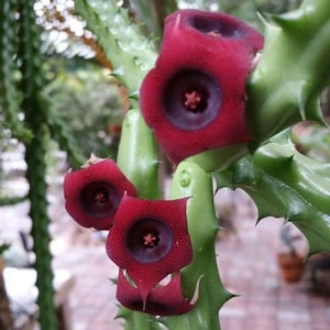 Red Dragon Flower | 2 inch | Huernia schneideriana | Rare Succulent | Live Plant | Indoor Plant | House Plant | Drought Tolerant