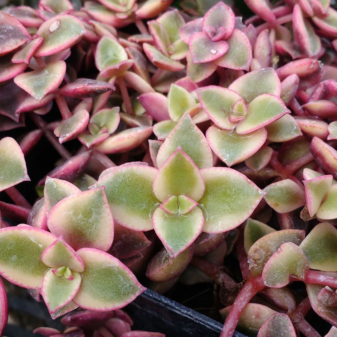 Calico Kitten 6 Inch Crassula Live Succulent Plant Indoor Plant House