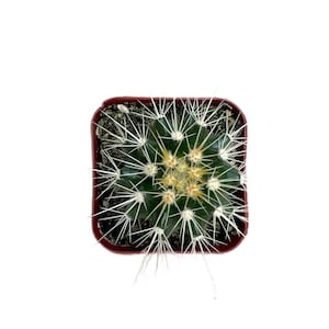 Golden Barrel Cactus | 2 inch | Echinocactus Grusonii | Live Cactus Plant | Succulent | Indoor Plant | House Plant