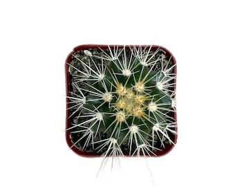 Golden Barrel Cactus | 2 inch | Echinocactus Grusonii | Live Cactus Plant | Succulent | Indoor Plant | House Plant