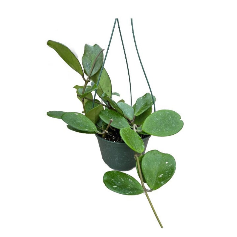 NativeWestCalifornia Hoya Obovata - Thumbnail 2