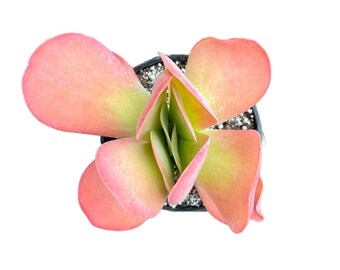 Flapjacks | 6 inch | Paddle Plant | Kalanchoe luciae | Live Succulent Plant | Indoor Plant | House Plant | Drought Tolerant Plants