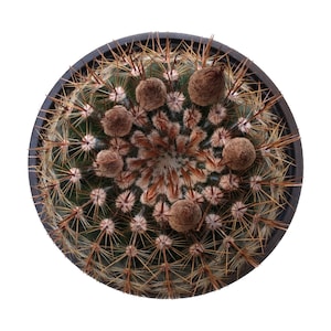 Silver Ball Cactus | 4 inch | Parodia Scopa | Live Cactus Plant | Succulent | Indoor Plant | House Plant | Drought Tolerant