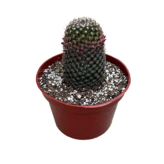 cactus nail shop Nailboo, Cactus Flower Dip Powder, Desert Bloom Shade, Professional Grade Formula, Long-Lasting Color, Perfect For Spring Style main image 1