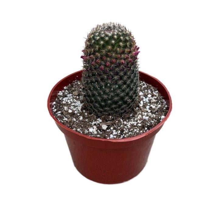 Thumb Cactus | 6 Inch | Mammillaria Matudae | Live Cacti Plant | Succulent  | Indoor Plant - Etsy
