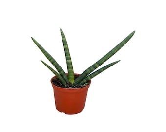 Starfish Cylindrical Snake Plant No 01 | 6 inch | Sansevieria Cylindrica Boncel | Air Purifying Plant NASA Approved | Indoor Plant