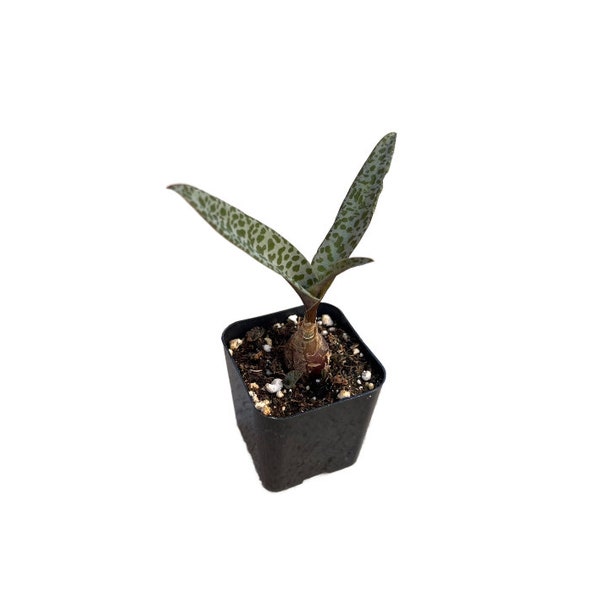 Silver Squill Plant | 2 inch | Leopard Lily | Ledebouria Socialis | Live Succulent Plant | Indoor Plant | House Plant