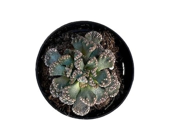 Concrete Leaf | 2.5 inch | Titanopsis calcareum | Mimicry Plants | Live Succulent | Drought Tolerant