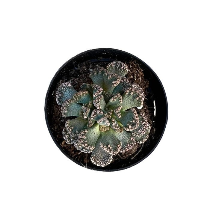 thumbnail interactive-video image 1 of Live Titanopsis Calcarea 'Concrete Leaf' Succulent – 2.5 Inch Pot 1 of 5