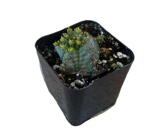 Milk Barrel Cactus | 2 inch | Euphorbia Horrida | Live Cactus Plant | Succulent | Indoor Plant | House Plant