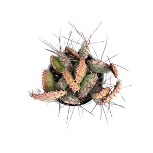 Santa Rita Prickly Pear | 1 Gallon | Opuntia violacea Santa Rita | Live Cactus Plant | Succulent | Indoor Plant | Drought Tolerant