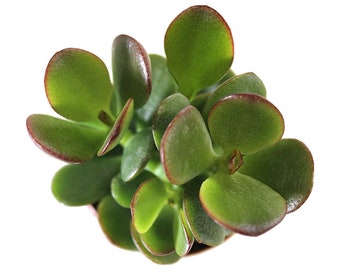 Classic Jade Plant | 6 inch | Crassula | Live Succulent Plant | Indoor Plant | House Plant