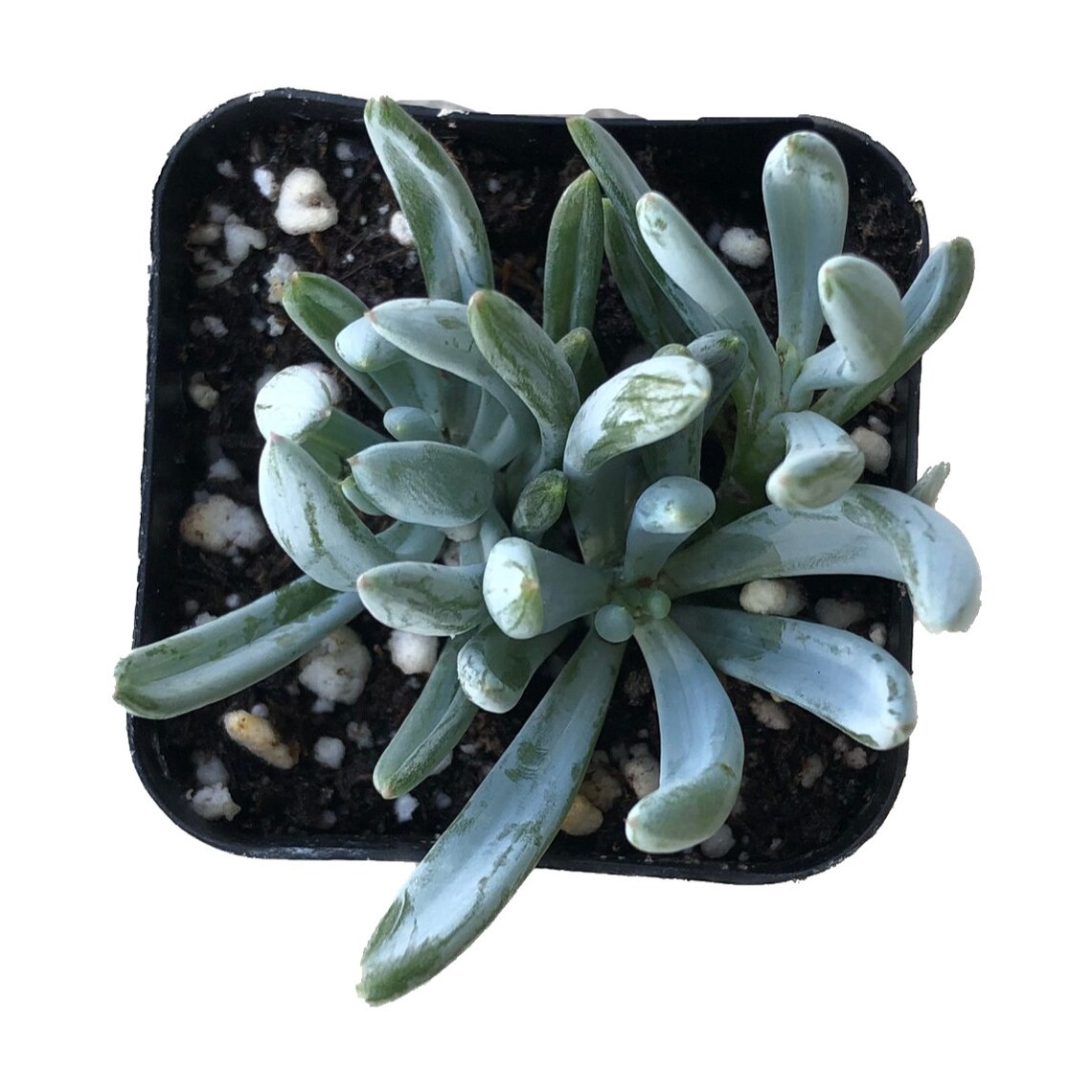 Blue Chalk Fingers 2 Inch Senecio Vitalis Live Succulent Etsy