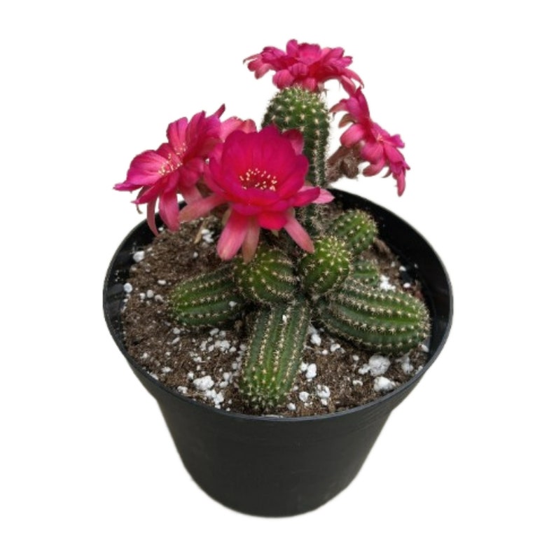 NativeWestCalifornia Peanut Cactus