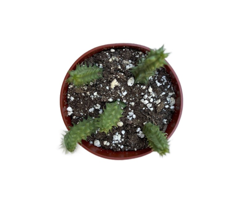 NativeWestCalifornia Dragon Flower - Thumbnail 3