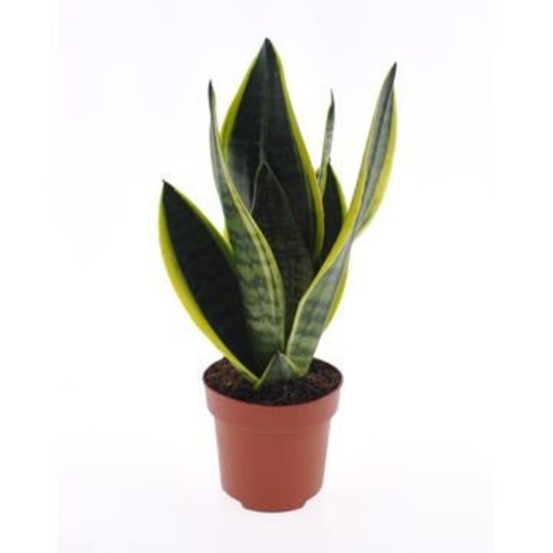 Sansevieria Trifasciata Futura Superba 6 Inch Variegated Etsy