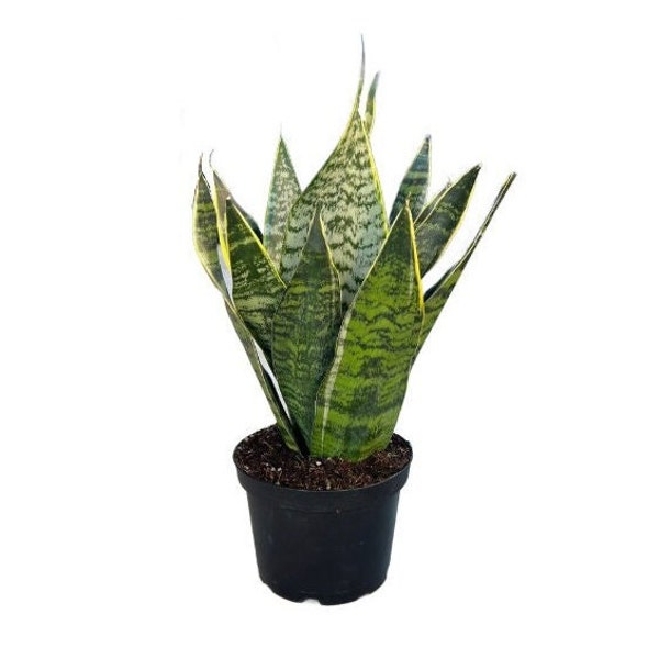 Golden Edge Snake Plant | 6 inch | Mother-in-Law's Tongue | Air Purifying Plant | Dracaena trifasciata | Sansevieria Trifasciata |