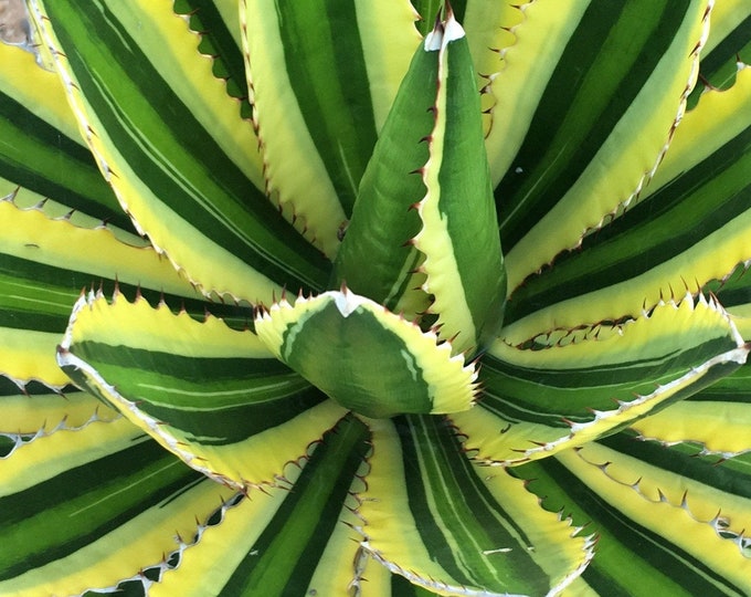 Quadricolor Agave Pupscuttings Agave Lophantha Live Succulent Plant