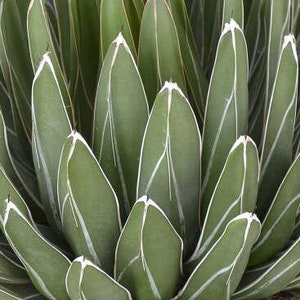 Porcupine Agave | 4 inch | Live Succulent Plant | Cactus | Indoor Plant | House Plant