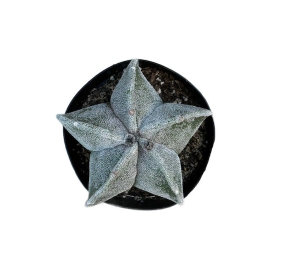 Bishop's Cap Cactus | 4 inch | Astrophytum myriostigma | Live Cactus Plant  | Succulent | Indoor Plant | House Plant | Drought Tolerant - Etsy  sterreich
