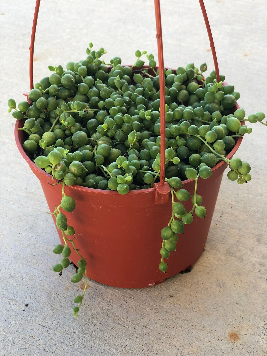 Rosary Vine Plant For Sale