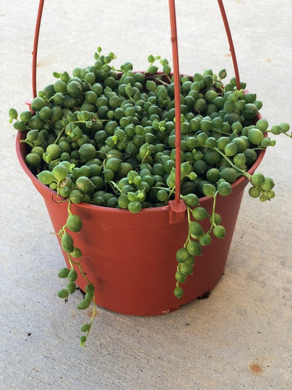 succulent clippings for sale 50 Assorted Succulent Cuttings – Planet Desert main image 0