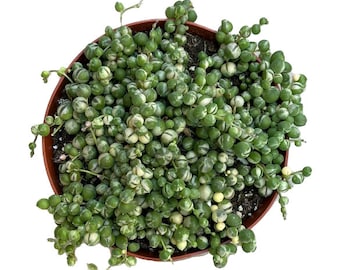 Variegated String of Pearls Live Plant - 6 Inch Trailing Succulent Hanging Houseplant