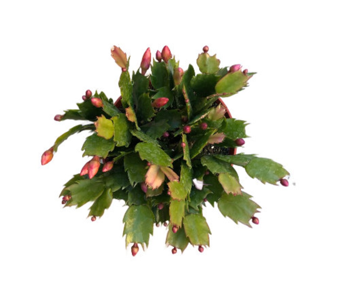 Christmas Cactus KRIS KRINGLE RED 4 or 6 Inch Holiday Cactus Cactus De