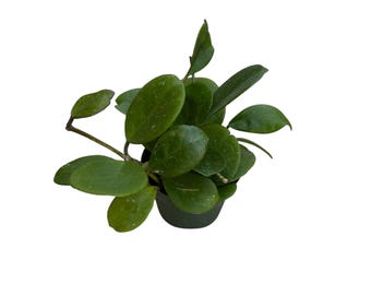 Native Hoya Obovata | 4 inch | Hoya Wax Plant | Live House Plant | Indoor Plant