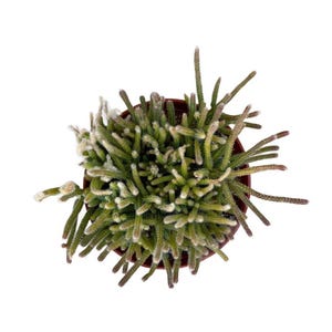 May include: A small green cactus plant with long, thin stems growing in a brown pot. The cactus is a popular houseplant and is known for its low-maintenance care.