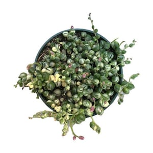 Variegated String of Pearls | 4 inch | Rosary Vine | Live Succulent Hanging Plant | Indoor Plant | House Plant