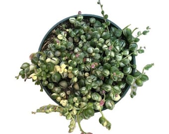 Variegated String of Pearls | 4 inch | Rosary Vine | Live Succulent Hanging Plant | Indoor Plant | House Plant