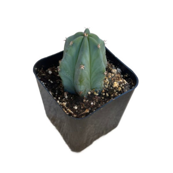 Blue Candle Cactus | 2 inch | Blue Myrtle Cactus | Myrtillocactus Geometrizans | Live Cactus Plant | Indoor Plant | House Plant