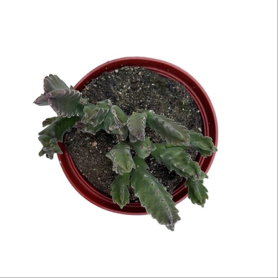 Starfish Cactus | 6 Inch | Carrion Flower | Stapelia Hirsuta | Rare  Succulent | Live Plant | Indoor Plant | House Plant | Drought Tolerant -  Etsy Israel