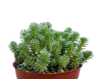 Miniature Joshua Tree | 4 inch | Live Succulent Plant | Indoor Plant | House Plant | Drought Tolerant